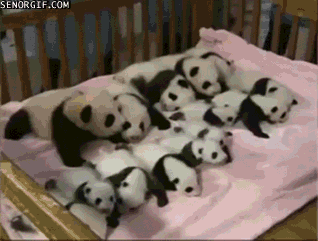baby-panda-horde.gif